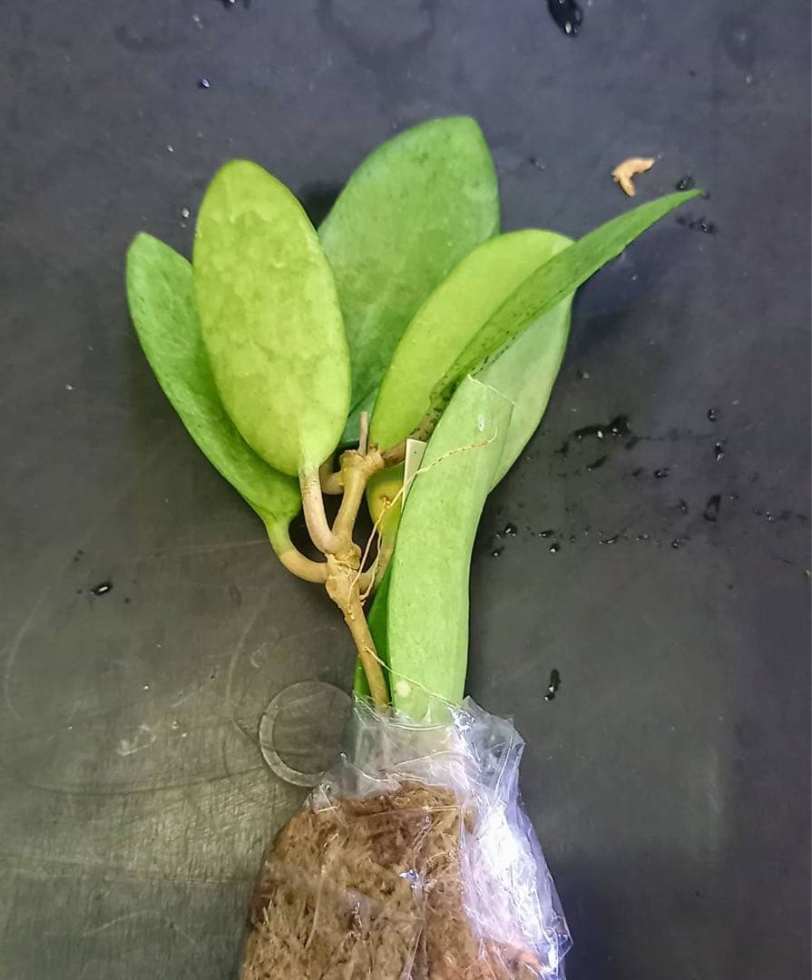 新着 レア ホヤ シルバーレディー サクララン パルダリウム 鉢花