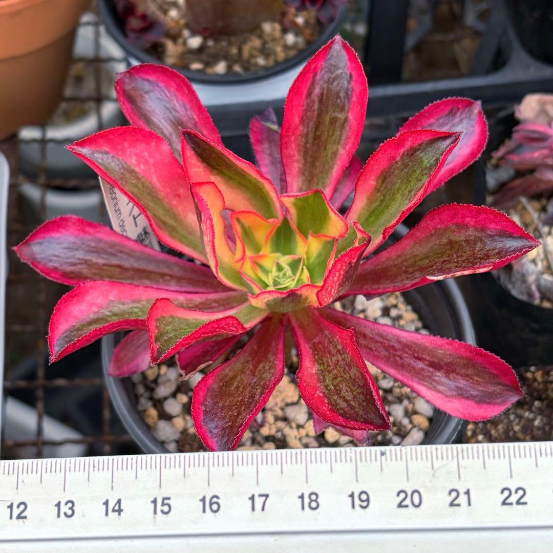 特売‼️多肉植物アエオニウム錦 人気 ゴースト 魅影 抜き苗 大苗