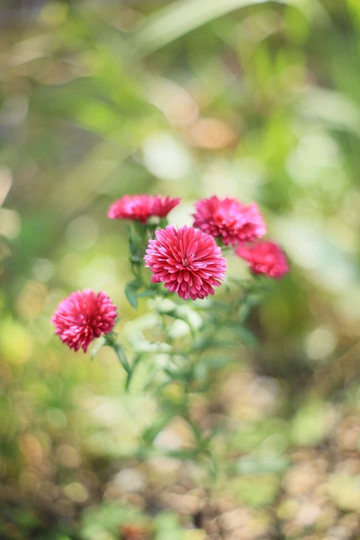 《希少》RICOH XR RIKENON 50mm F1.7 初期型【美品】