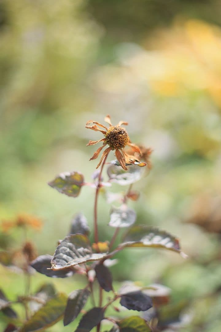 《希少》RICOH XR RIKENON 50mm F1.7 初期型【美品】