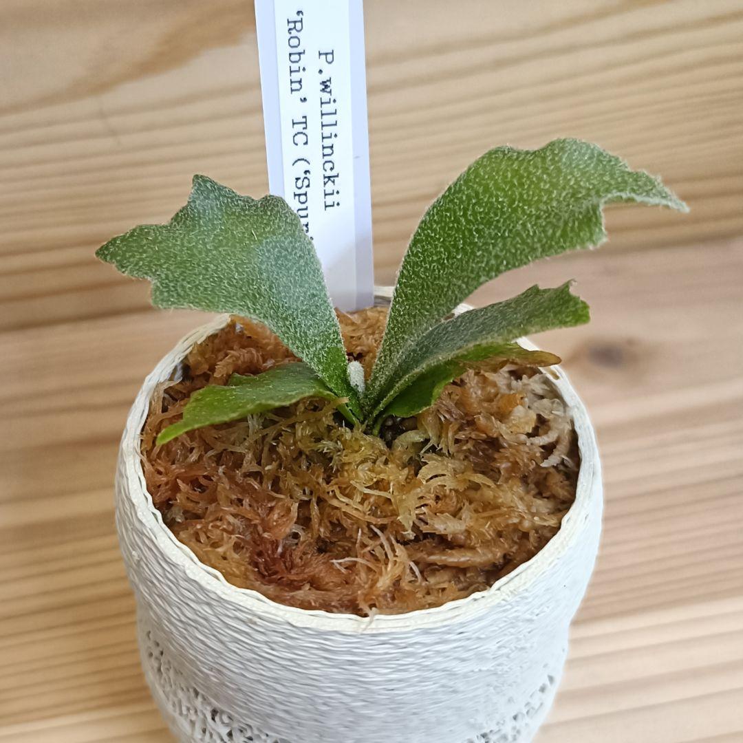 P.willinckii 'Robin' TC (Spur) 0304 - メルカリ