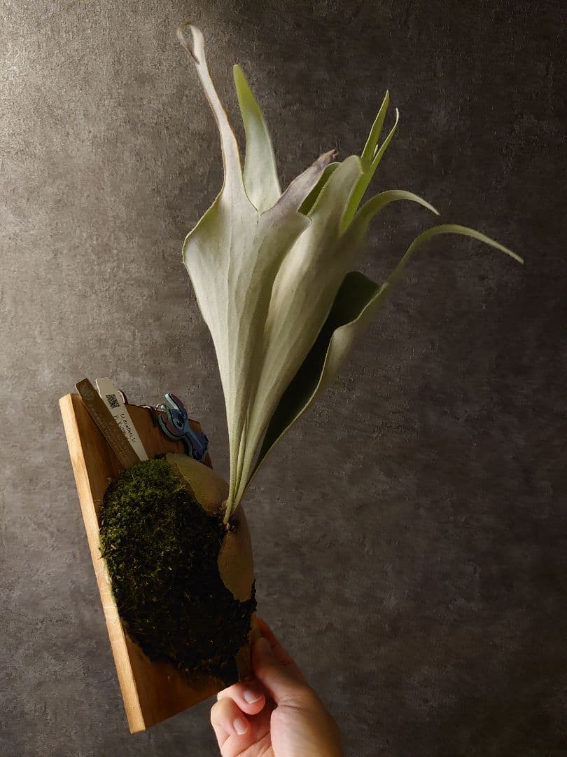 P.X-626 Stitch ビカクシダ OC - メルカリ