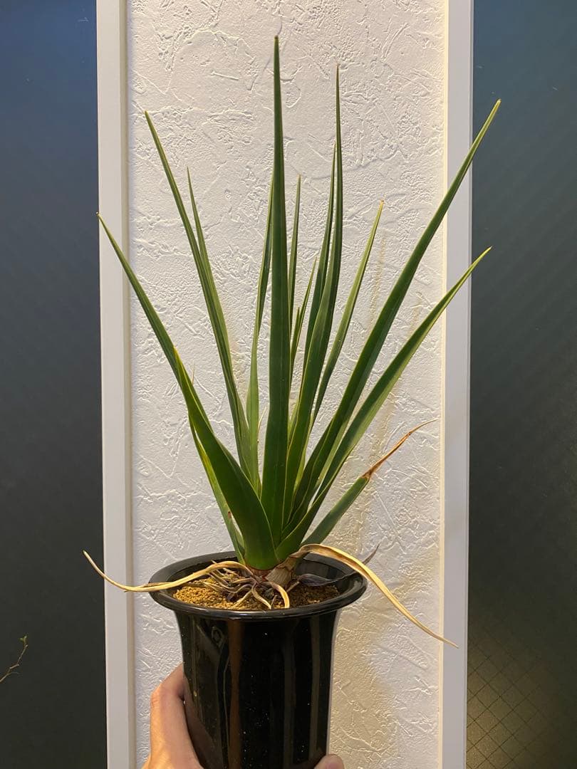 【ラスト1鉢 超希少】 ドラセナ シナバリ コレクション株 実生10年以上