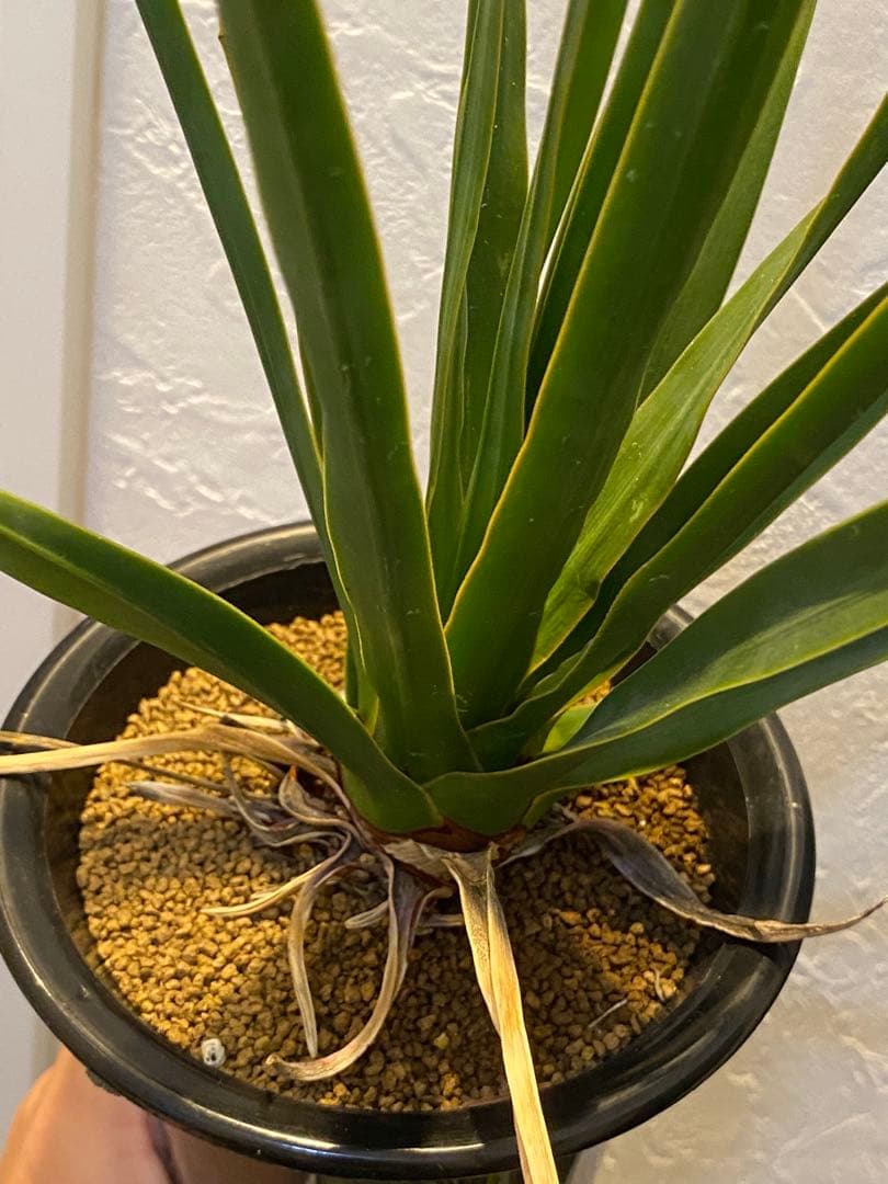 【ラスト1鉢 超希少】 ドラセナ シナバリ コレクション株 実生10年以上