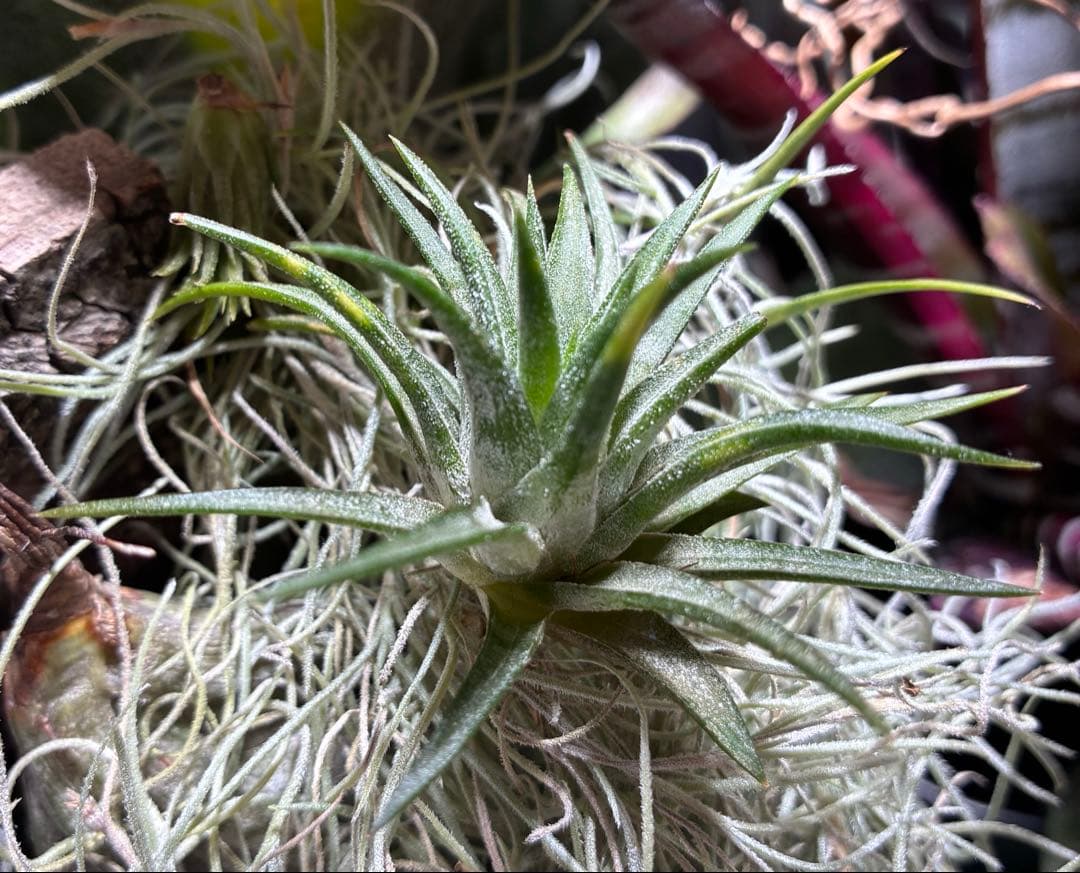 Tillandsia ionantha Orange T'S TROPICALS - メルカリ