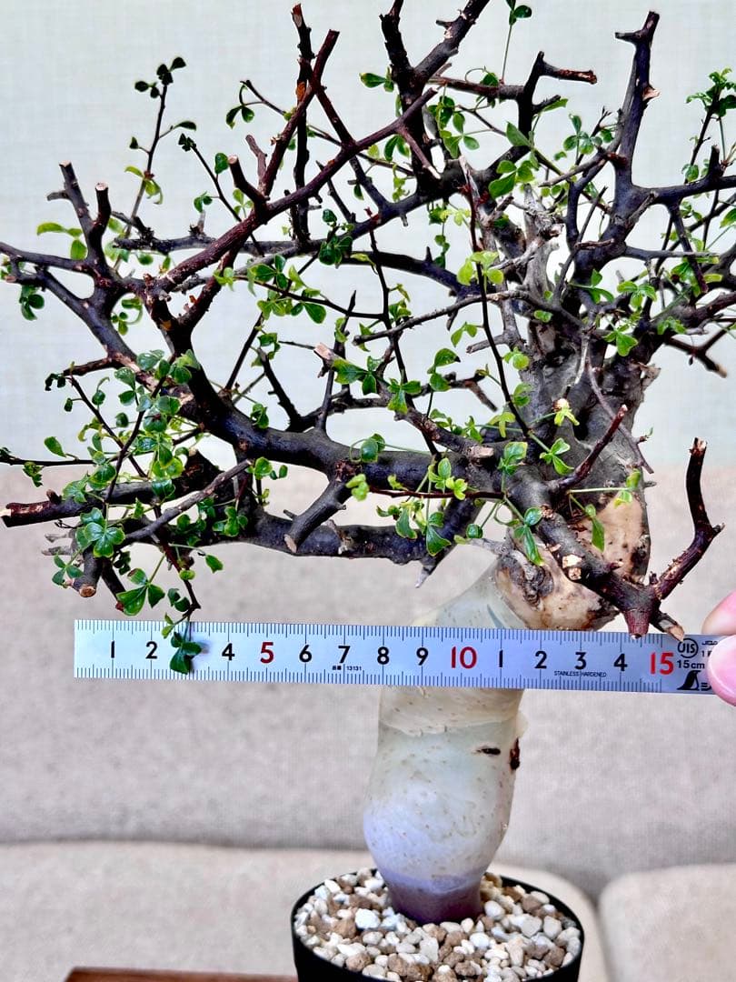 コミフォラ ピュアカタフ ソマリア産 コレクション 多枝 - メルカリ