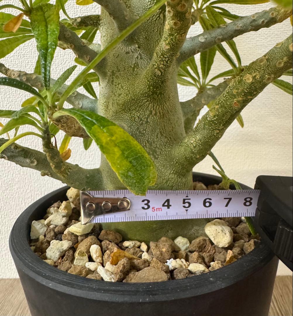 大型】【良型】ドルステニアギガス 抜き苗発送 - メルカリ