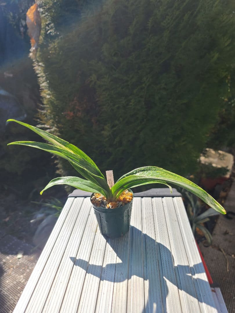 司鼈甲①　万年青 司べっ甲 (つかさべっこう) Tukasabetukou – おもとの豊明園（ほうめい