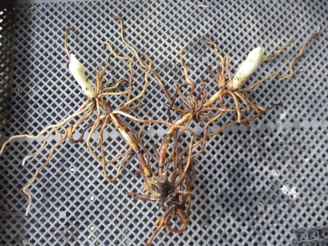 山野草、蘭、日本クマガイソウ純白系（素心）花芽2芽株 - メルカリ