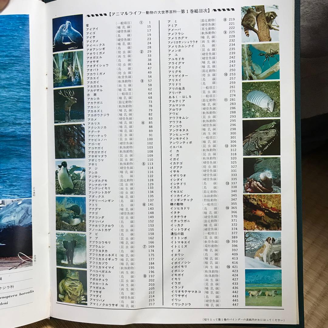 動物の大世界百科 animallife - メルカリ