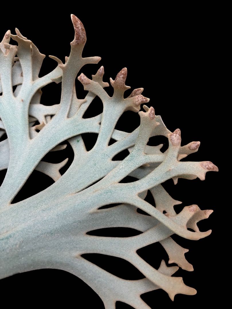 m*a様 P. willinckii Yellowmoon dwarf P.willinckii Yellow moon dwarf (from晴花鹿苑) | naturefix