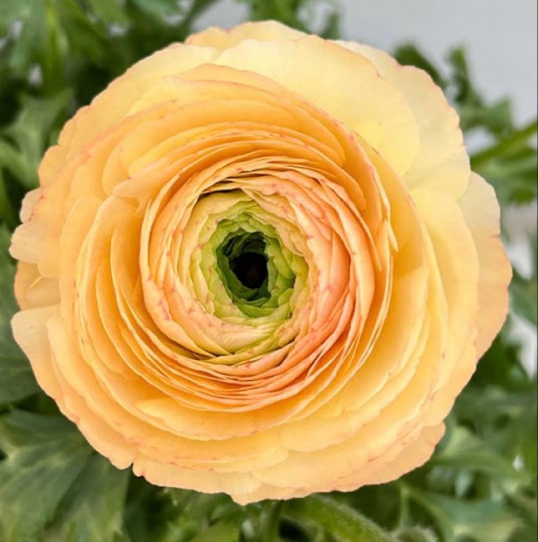 ラナンキュラス サクセストゥアレグ - メルカリ