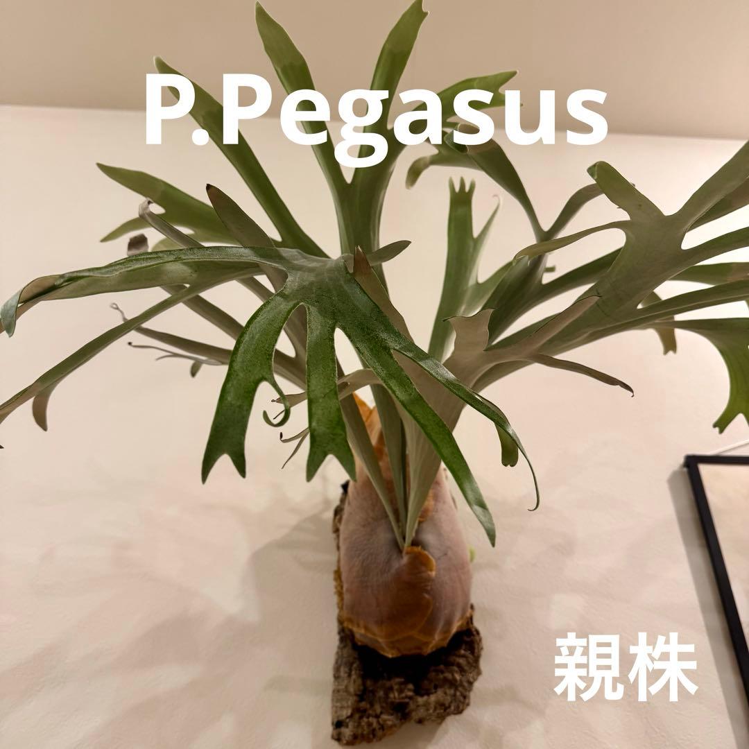 ビカクシダ P.Pegasus（ペガサス）子株 - メルカリ