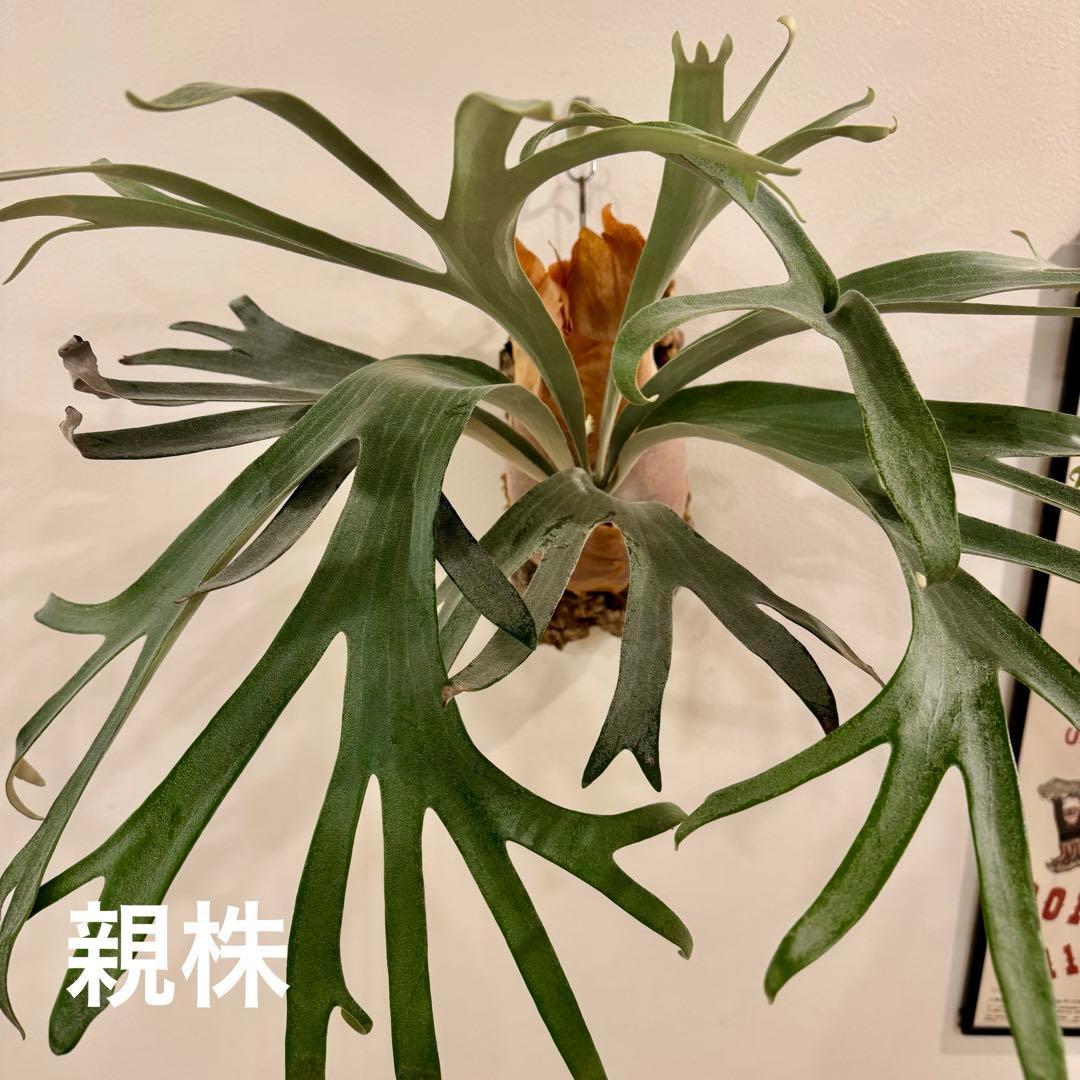 ビカクシダ P.Pegasus（ペガサス）子株 - メルカリ