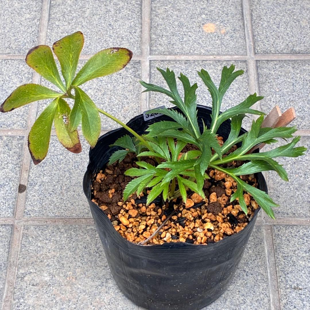 も*子様 ❤️根充実❤️逞しい新芽元気株❤️3207⭐️小輪⭐️スレート⭐️コン