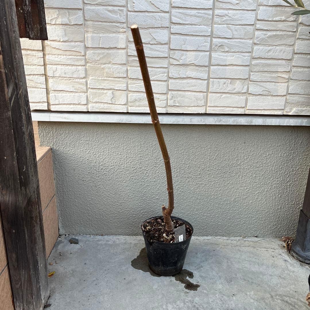 極甘！黒いちじく食べ比べセット【ヌアールドカロン＆ビオレソリエス