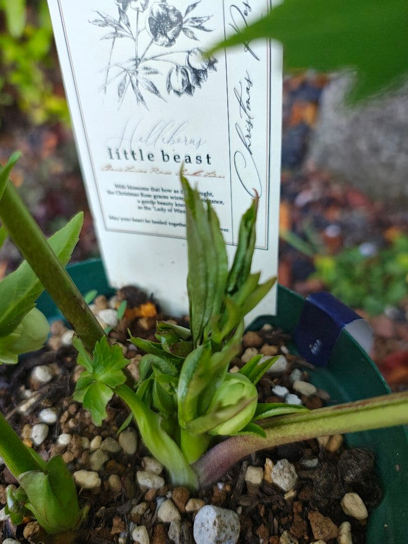 クリスマスローズ リトルビースト 高橋育苗 原種交配 小輪 - メルカリ