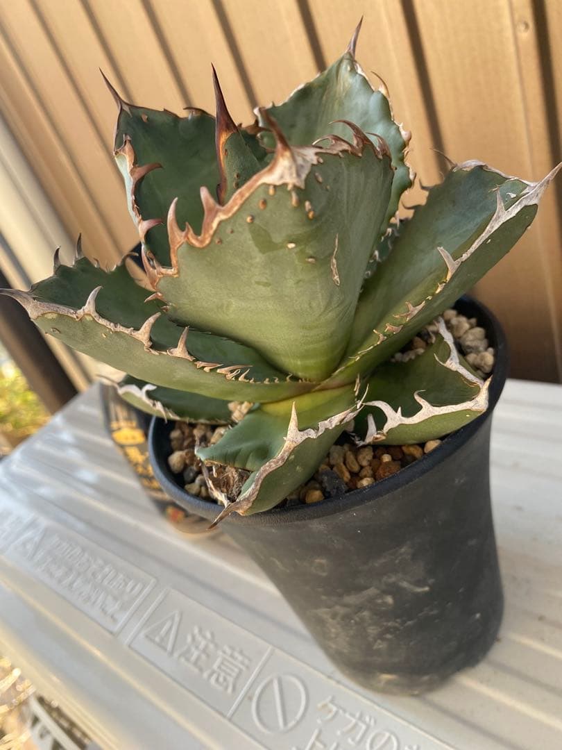 アガベ チタノタ ノーネーム スタッズタイプ ブツブツ 大株 fo-076
