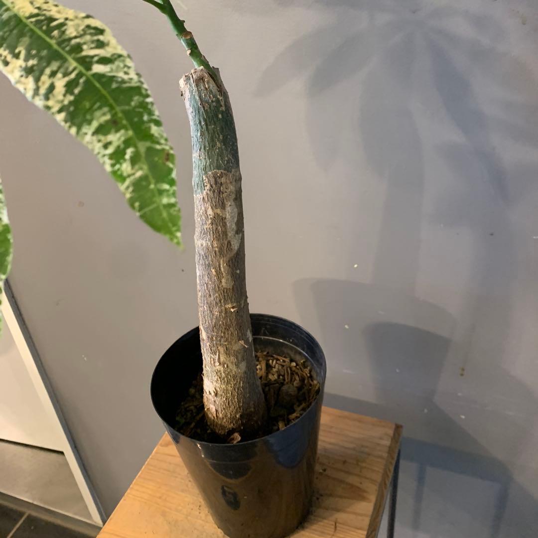 パキラ ミルキーウェイ 19 - メルカリ