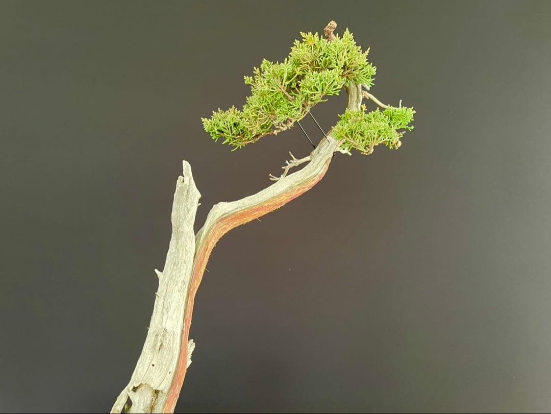 白木盆栽園 文人 真柏 樹高48センチ 盆栽黒松赤松五葉松真柏雑木趣味