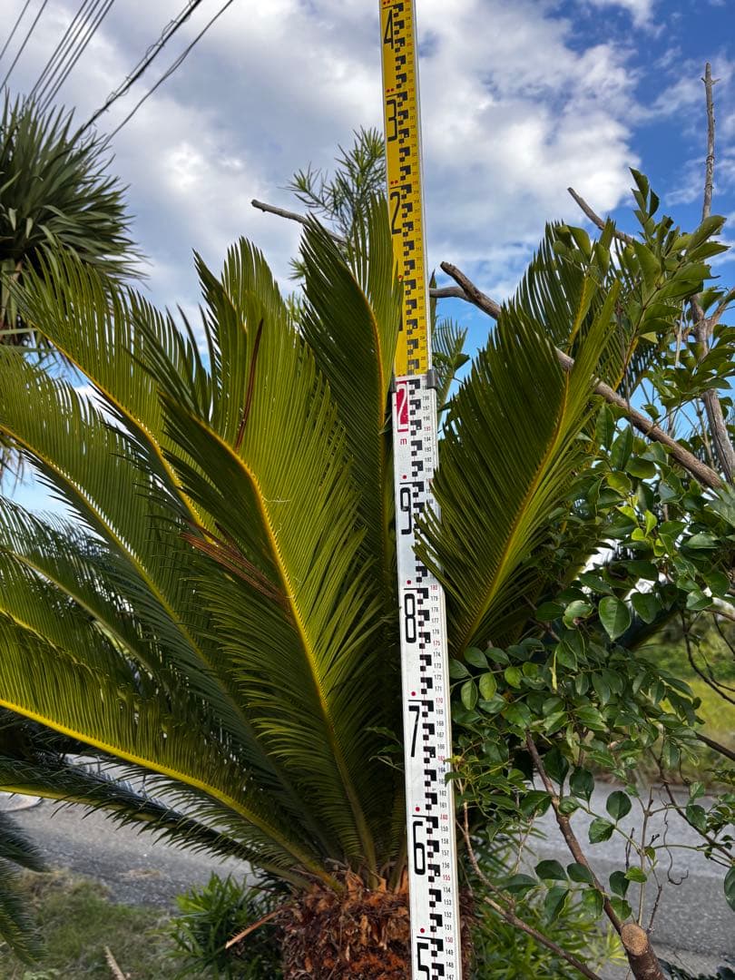 現地引き取り限定】特大ソテツ 約2.3m 幹太 良形株 シンボルツリー