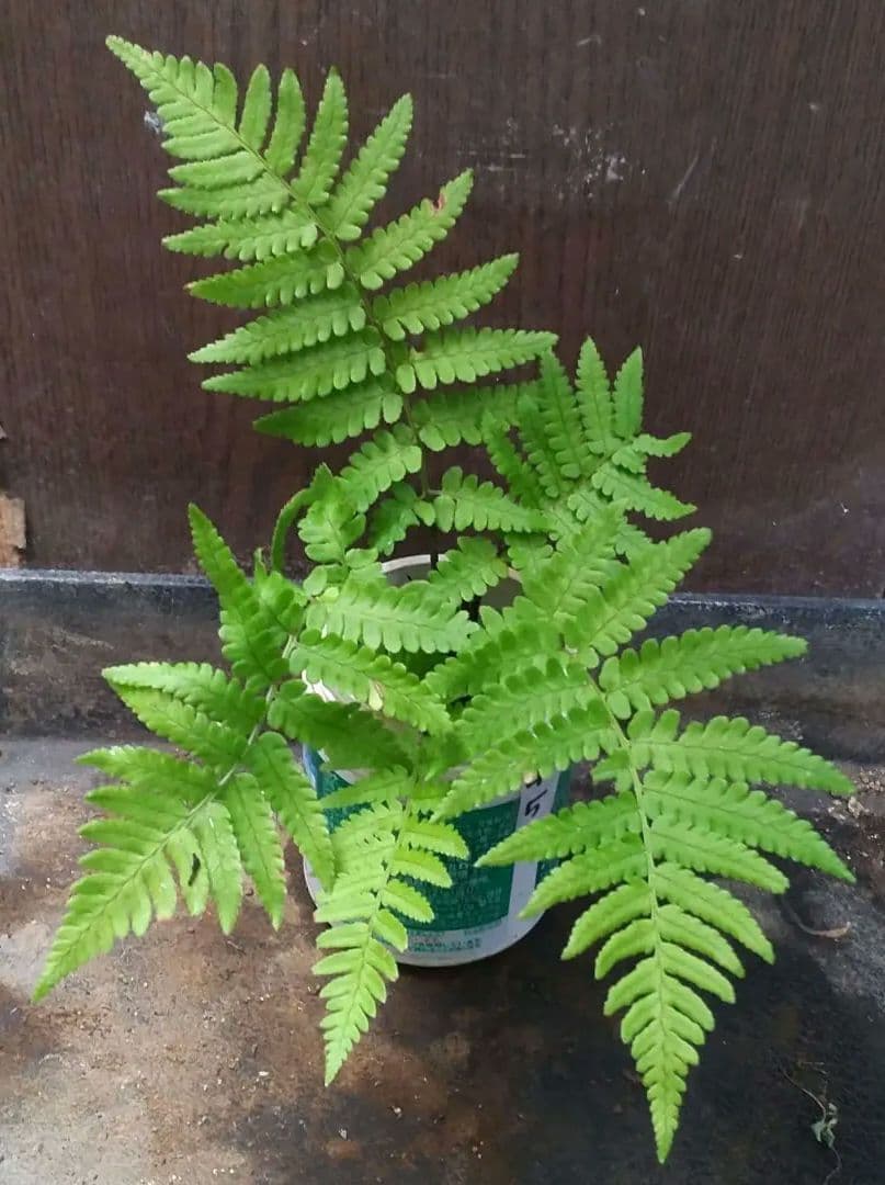 ワケアリ 中⑤ 品種不明シダ