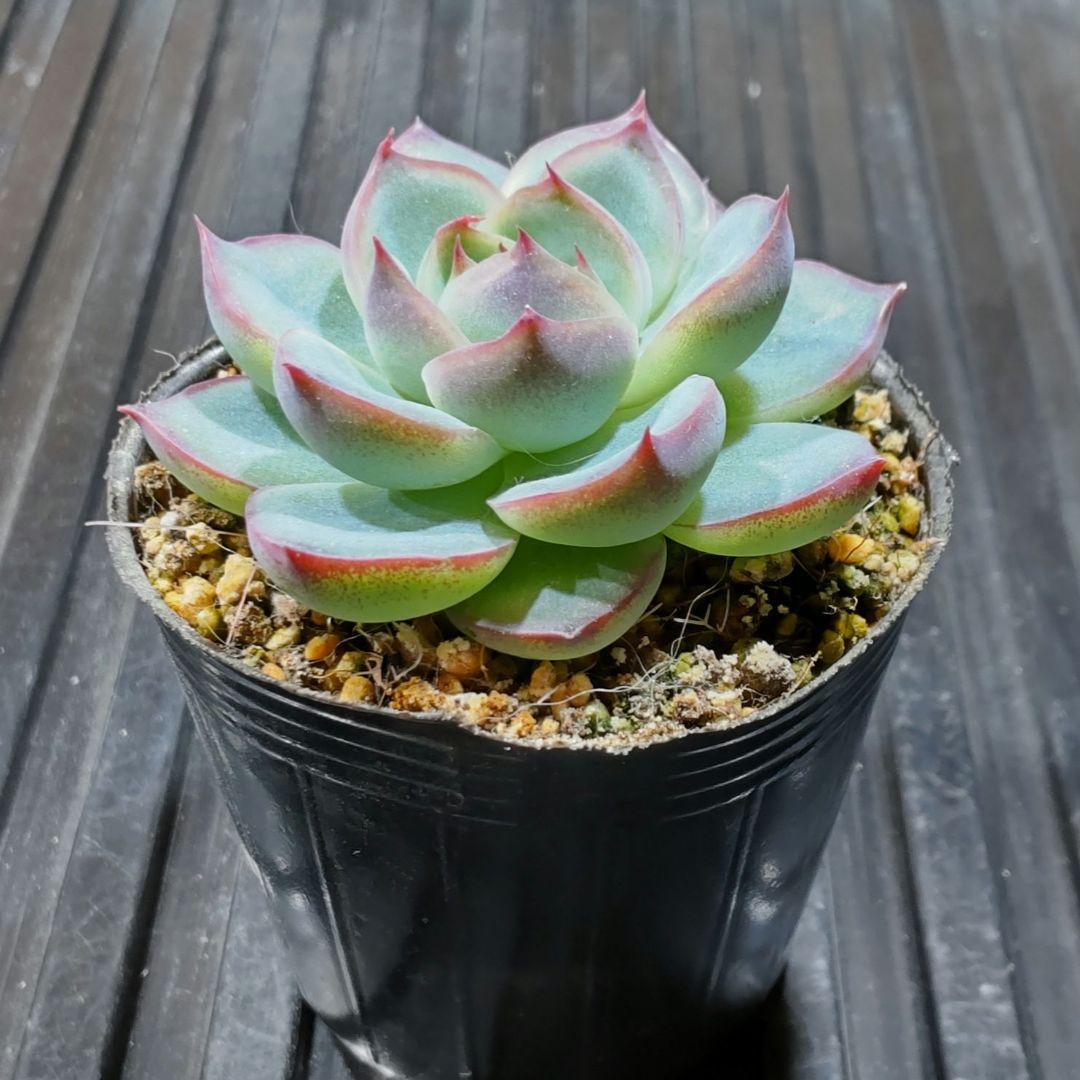 シルエット 871 エケベリア 多肉植物 抜き苗 - メルカリ