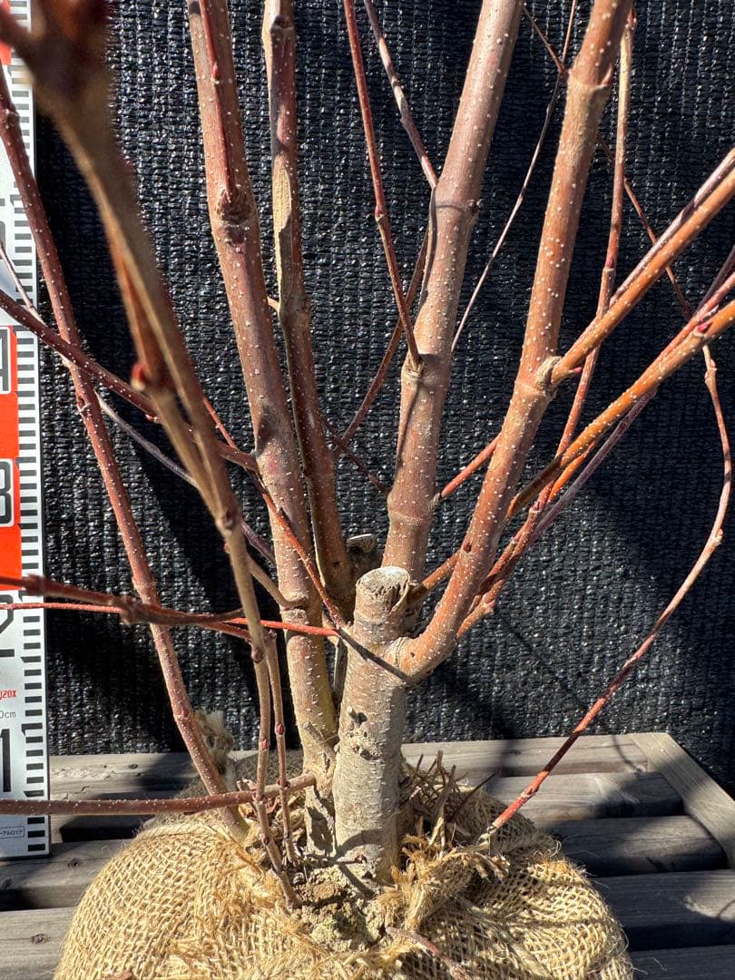 桂（カツラ）植木 庭木 【品番3547】 - メルカリ