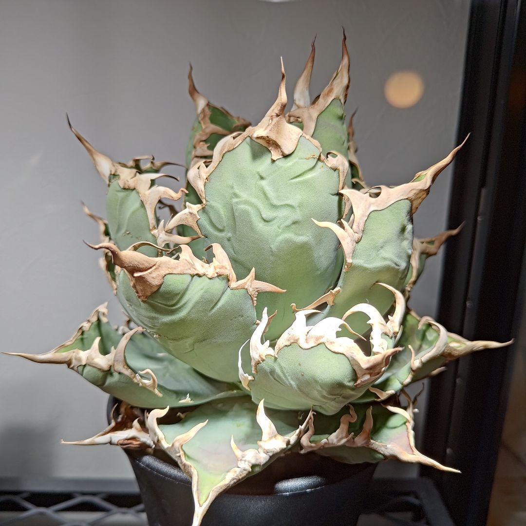 台湾 Lize産 アガベ シーザー 凱撤 CAESAR - メルカリ