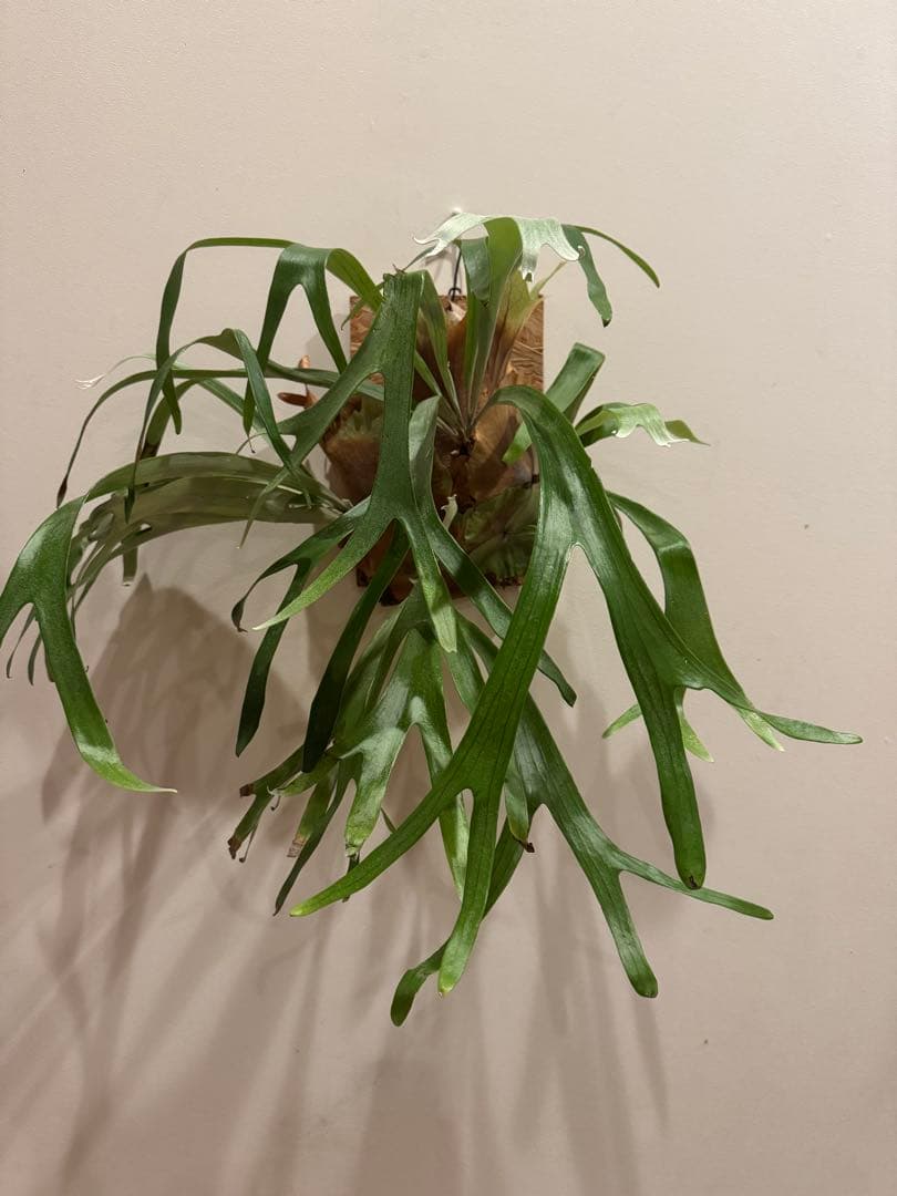 【親株出品】　ミッキーレインボー 壁掛け ビカクシダ 観葉植物 楽天市場】(現品) ビカクシダ 'ニッキー' (pup) (No.40683) (コウモリ