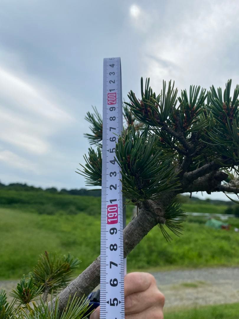 レア 五葉松 大株！！引取り限定！！美株！樹齢30年以上！ - メルカリ