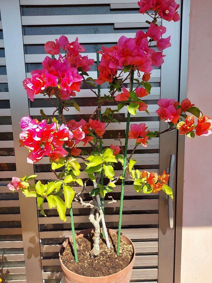 ブーゲンビリアオレンジピンク大株 らくらくメルカリ便発送‼️ - メルカリ