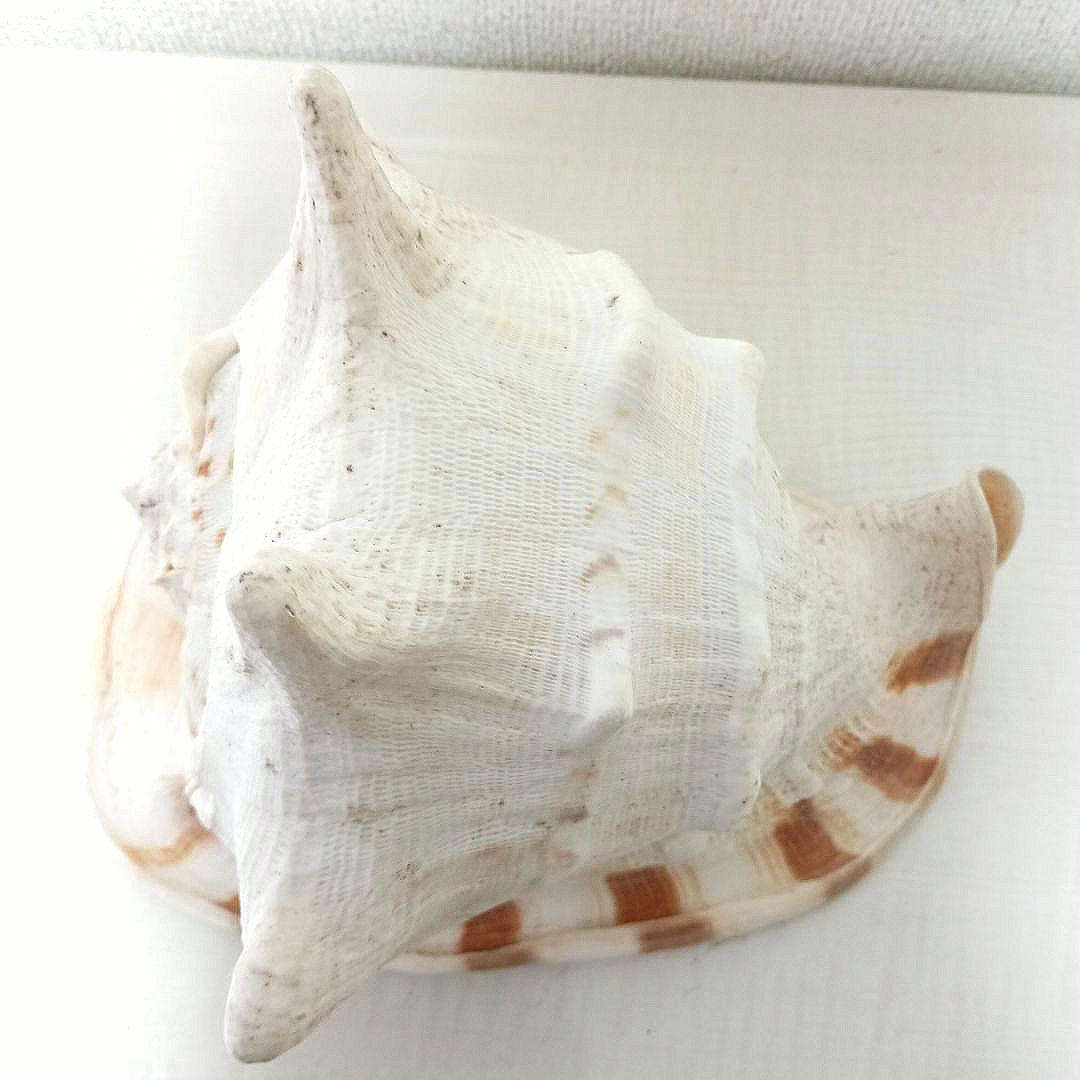 トウカムリ貝 貝殻 大きい貝殻 インテリア 置物 とうかむり貝 千年貝