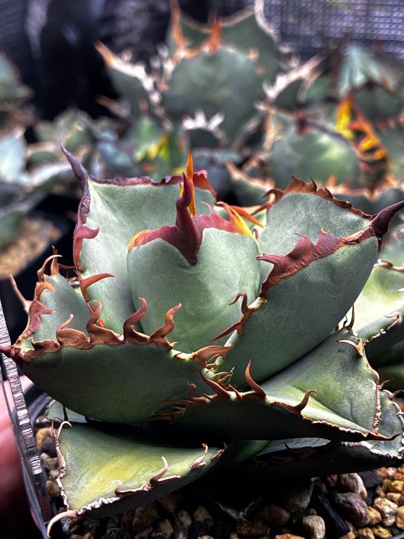 DRAGON AGAVE産】AGAVE TITANOTA 火鳳凰 OC株 - メルカリ