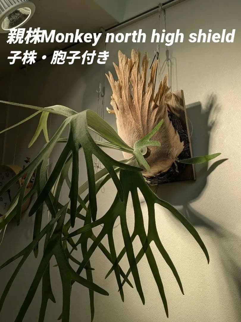 親株Monkey north high shield モンキーノースハイシールド P. Willinckii Monkey North High Shield【artPLANTs/PLANTS GARAGE