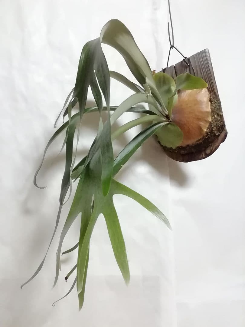 希少　ウイリンキー変異個体株　大株　お値打ち株です