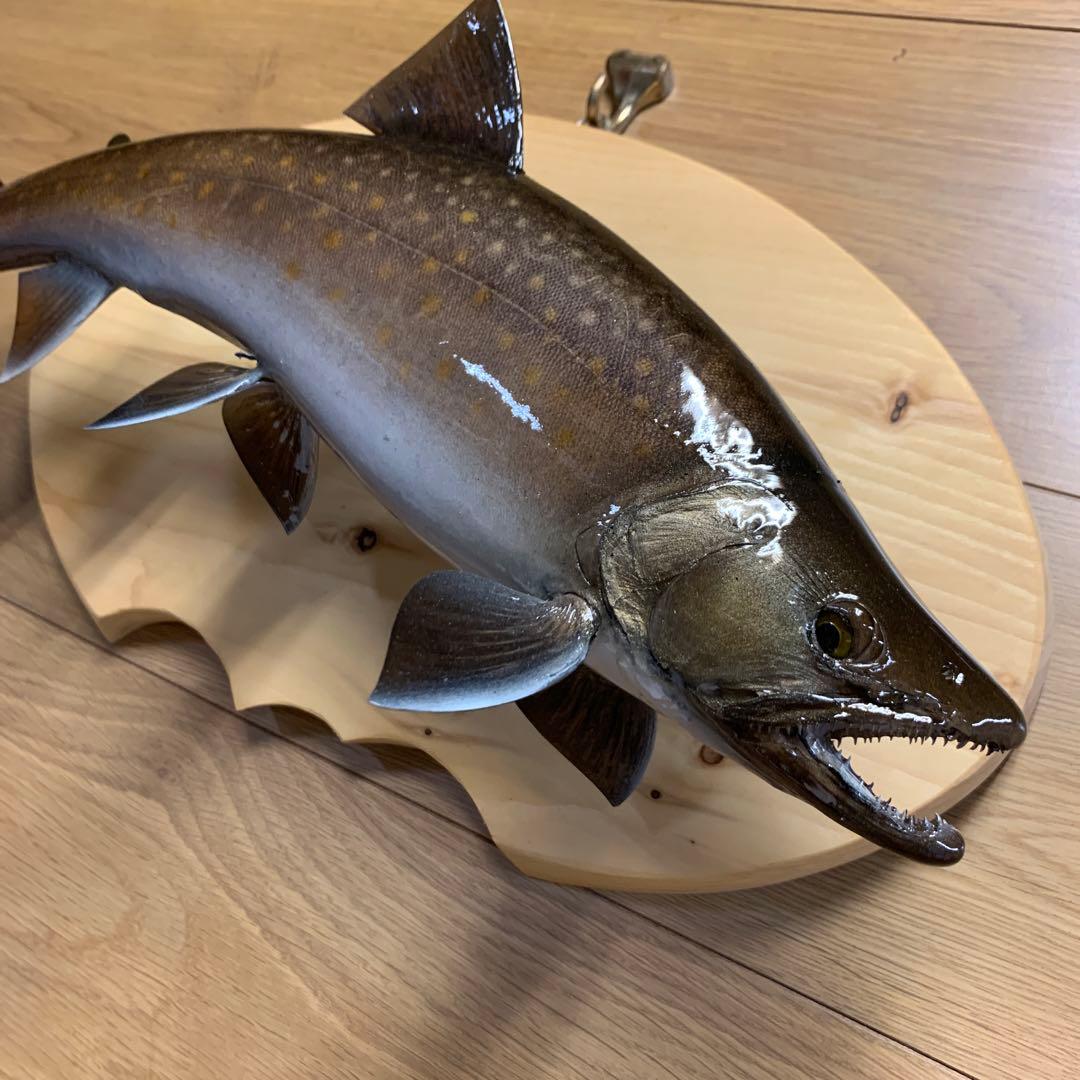 魚類剥製工房エフクラフト ニッコウイワナ雄42 - メルカリ