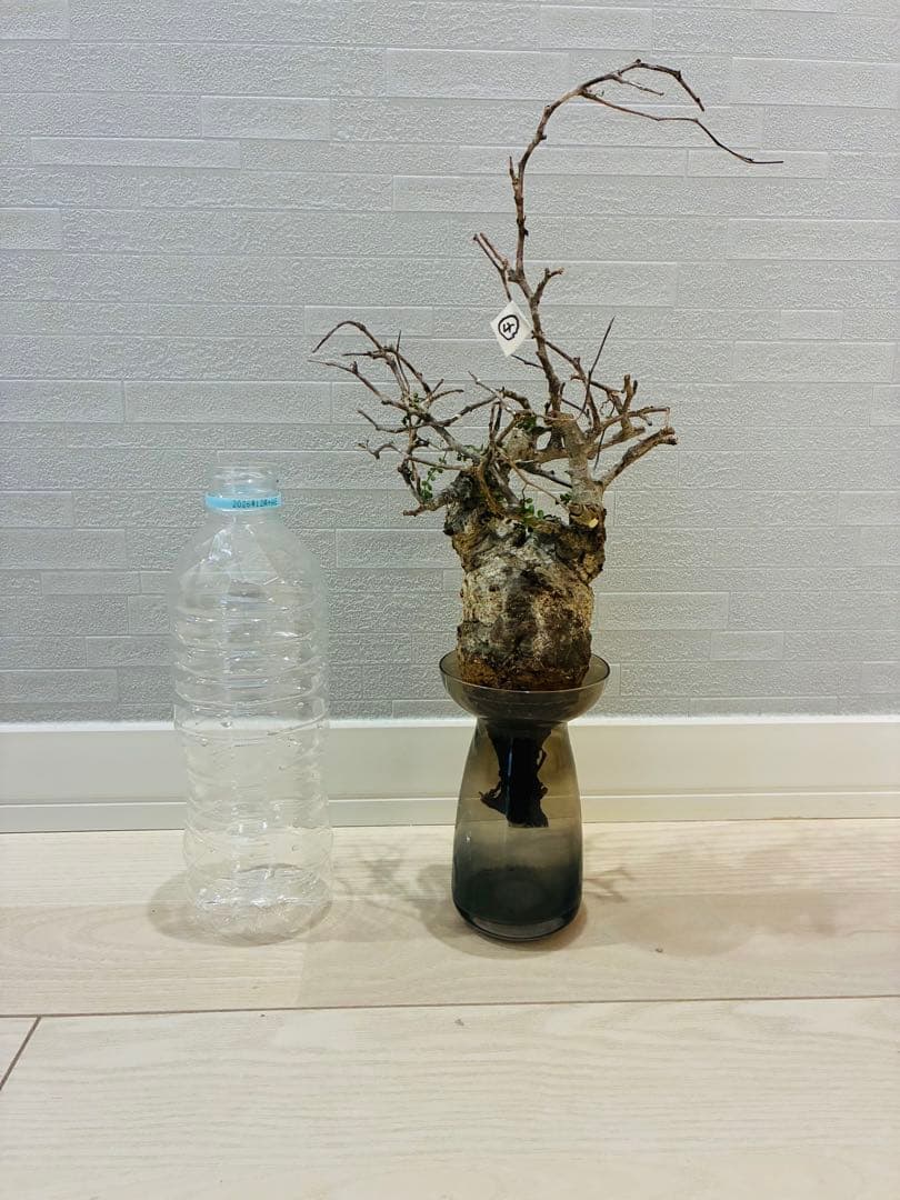 2026年2月28日輸入分 新鮮株④】オペルクリカリア パキプス ※残り5株