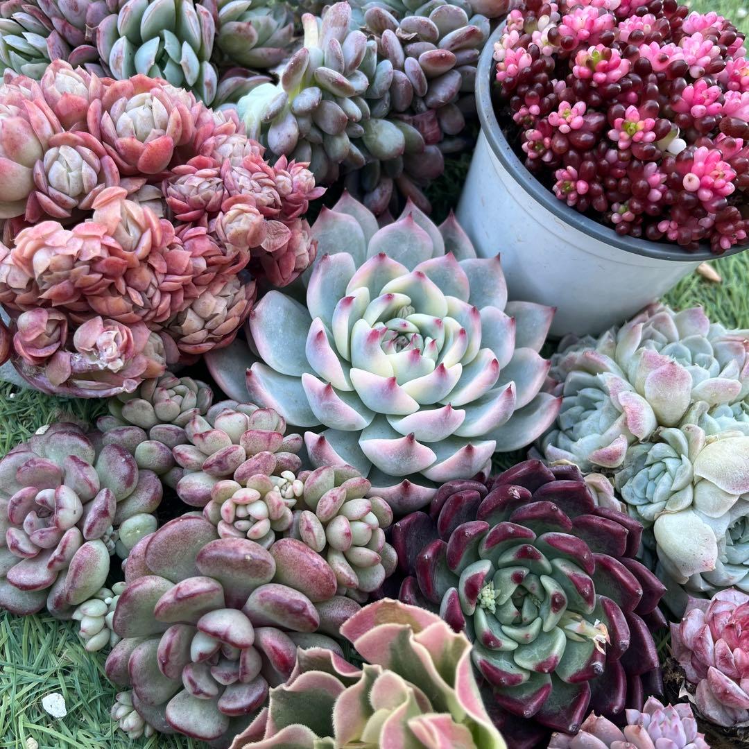 多肉たにゆ福袋 多肉植物 - メルカリ