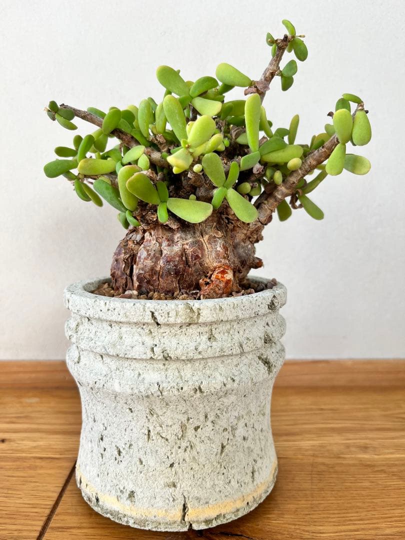 ケラリア　ピグマエア　（大谷石　鉢付き） ケラリア ピグマエア×土京鉢 | GREEN LUCK