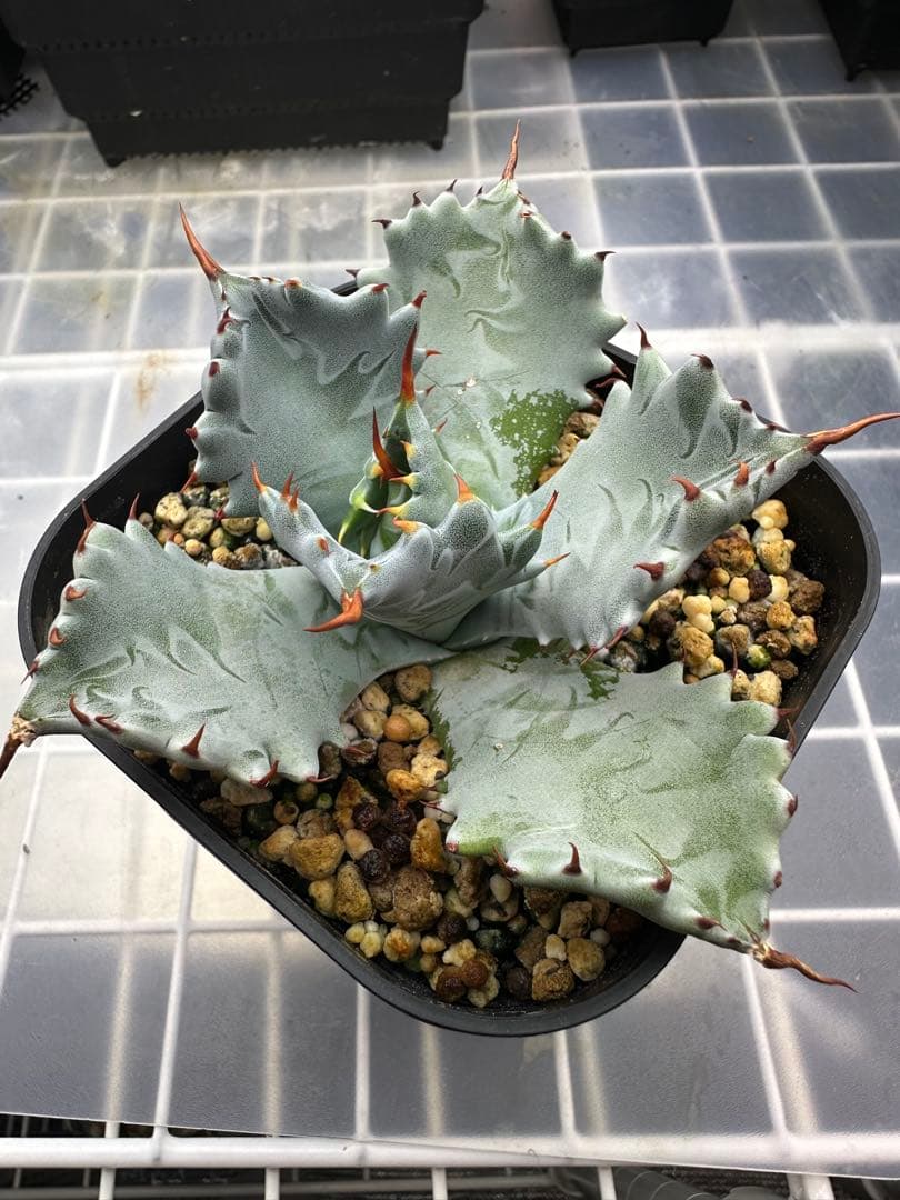 アガベ　青葉　特白肌 Agave Hybrid 特白肌X 血雨【SOLD OUT】 特白肌にスポットが入る期待の