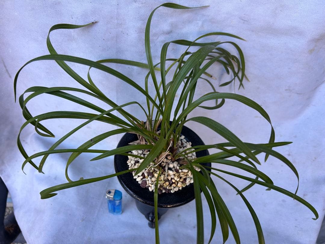 日本春蘭☆水彩赤舌花☆希少☆10本 - メルカリ