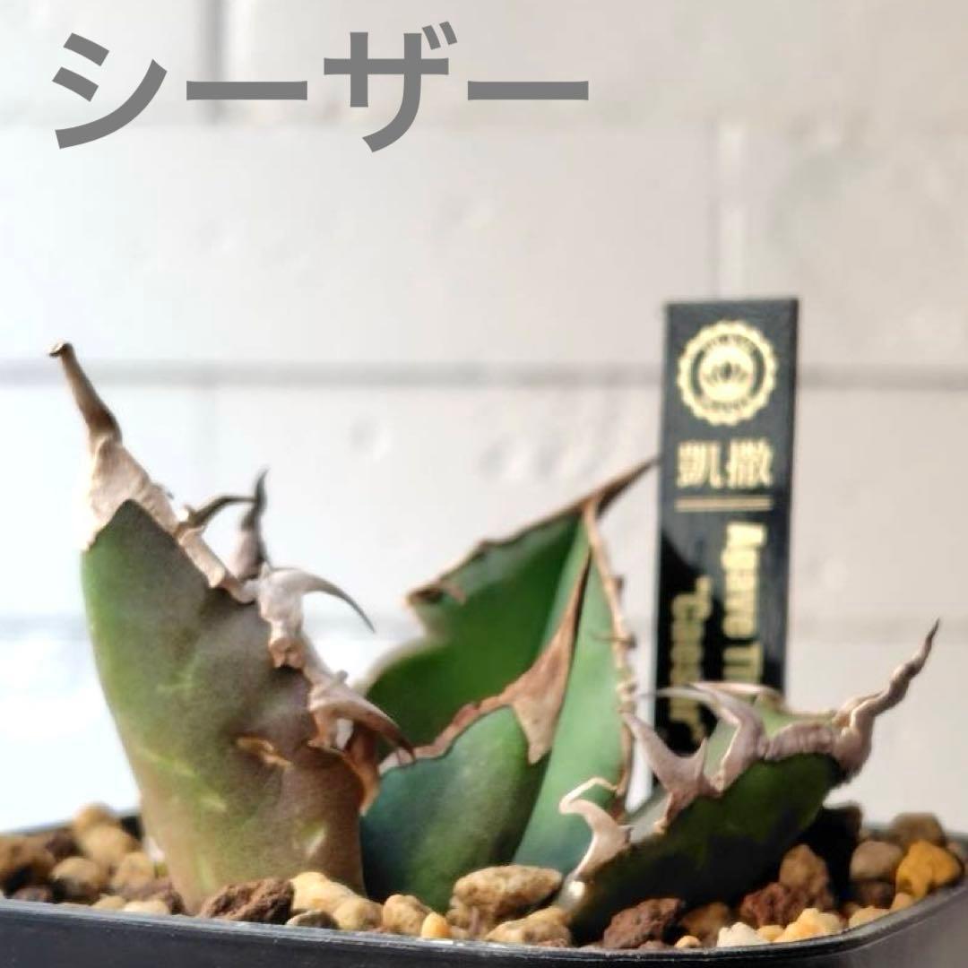 C299 アガベ チタノタ シーザー 凱撒 - メルカリ