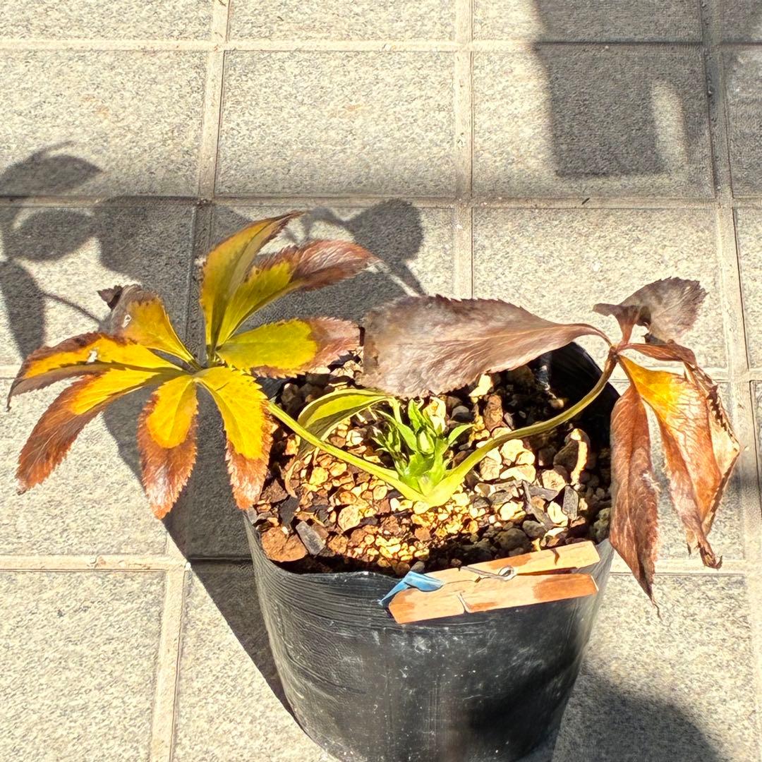 も*子様 ☘️蕾付き☘️NEW☘️レア☘️3395⭐️マイクロヒデコート⭐️小輪