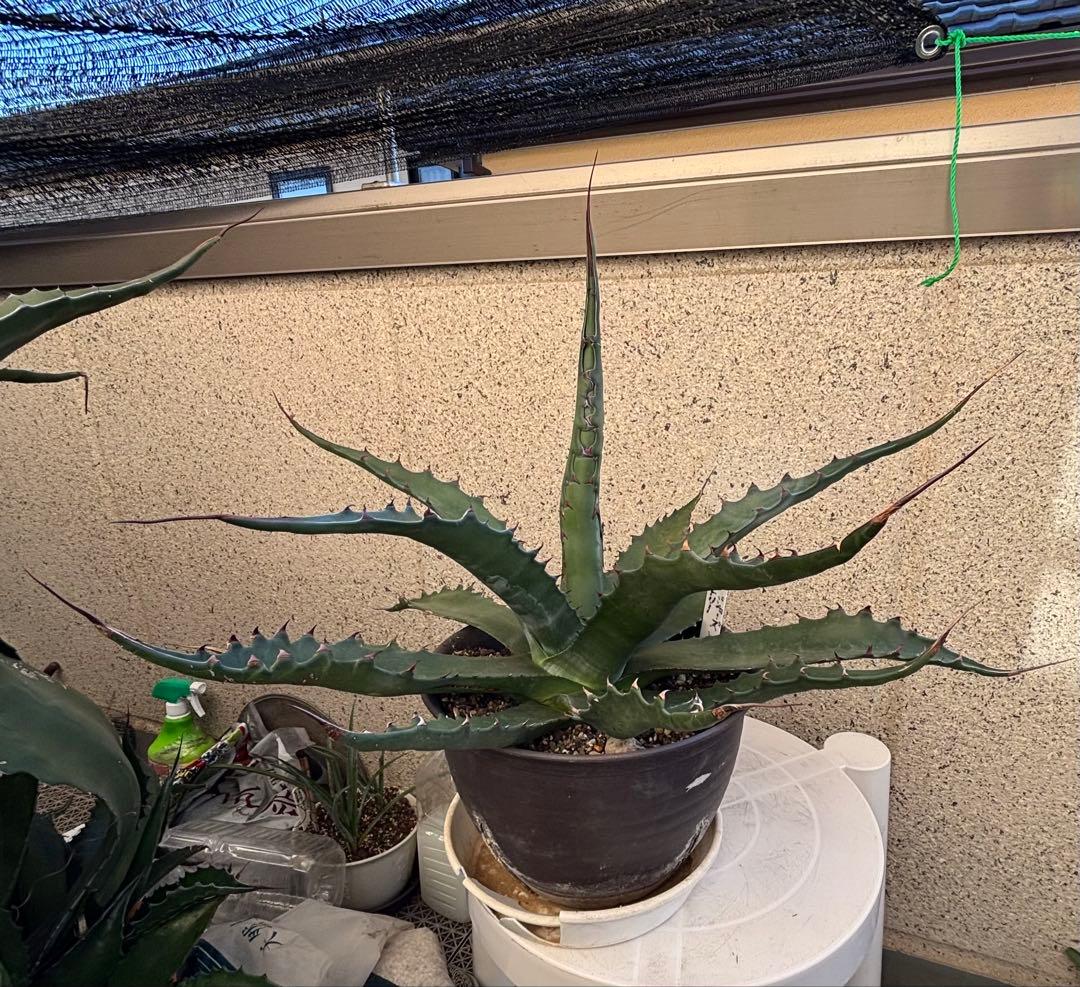 特大‼️ Agave アガベ　ジェントリージョーズ アガベジェントリージョーズ | カトーエンゲー