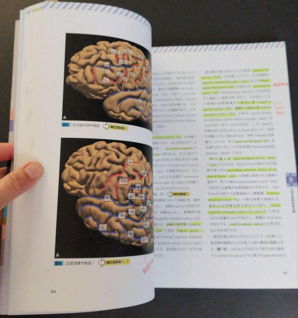 大脳白質解剖入門 = An Introduction of Fiber Dis… - メルカリ