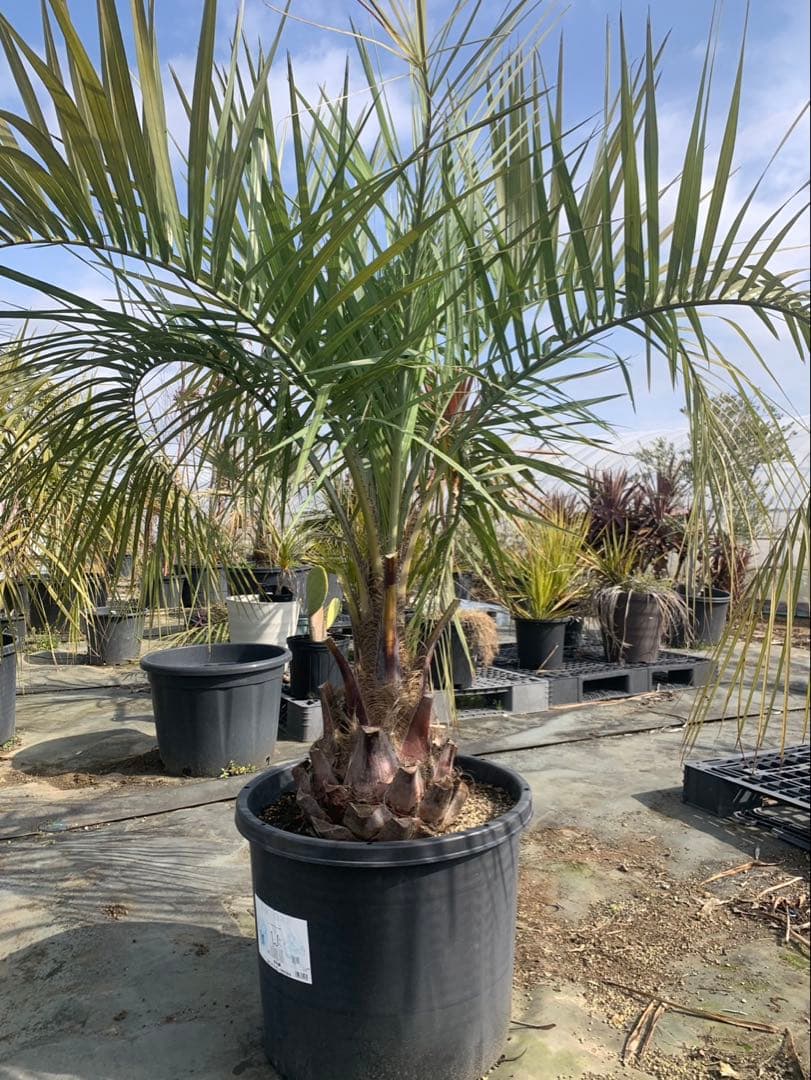 ココスヤシ 黒鉢 引取限定 - メルカリ