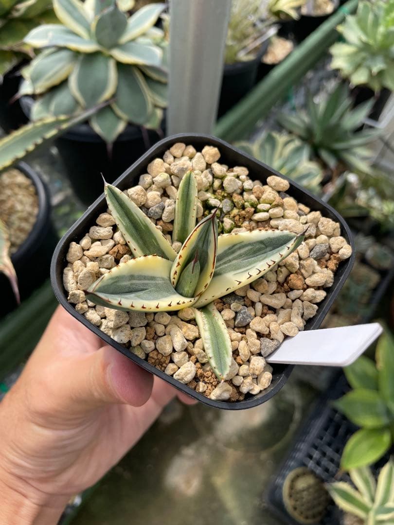 希少】アガベ グレートホワイトシャーク - メルカリ