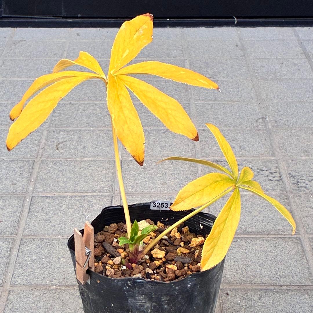 オ*ン様 ☘️蕾付き☘️根パンパン❤️沢山新芽元気株❤️3253⭐️強香⭐️強烈