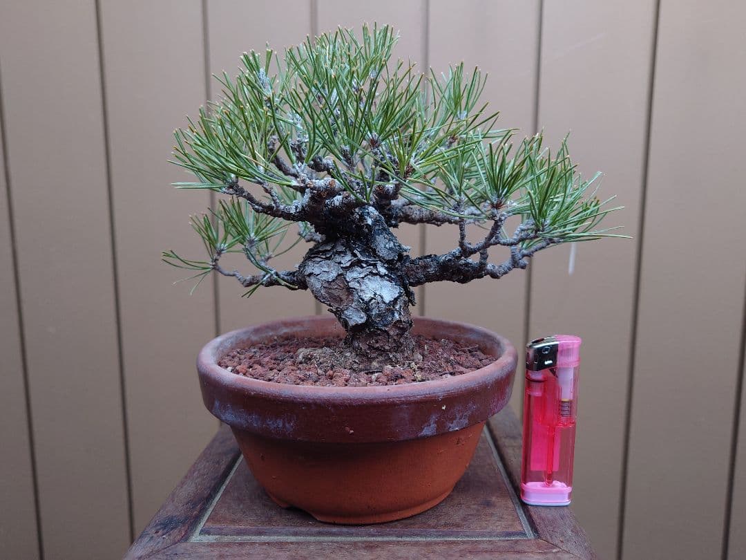 盆栽　黒松　樹高15cm 黒松 樹高15cm 小さいサイズながら存在感のある一樹です #小品盆栽